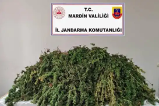 Mardin’de 43 kilo skunk ele geçirildi: 1 gözaltı