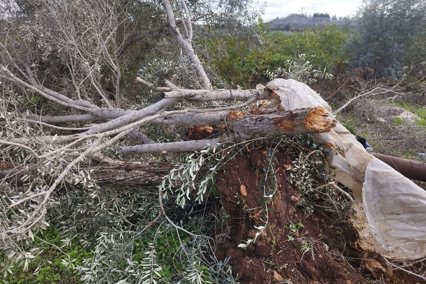 Siyonist yerleşimcilerden zeytin sezonunda saldırı: 45 binden fazla ağaç zarar gördü