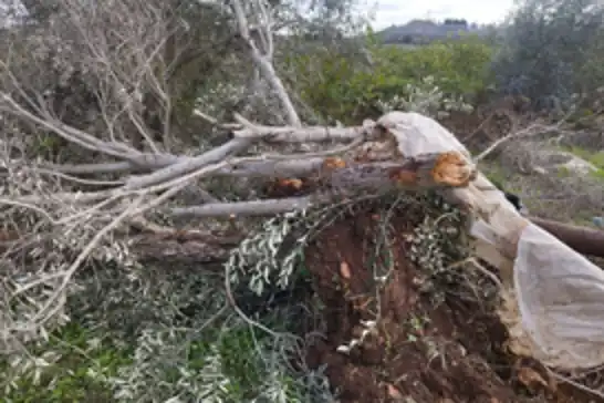 Siyonist yerleşimcilerden zeytin sezonunda saldırı: 45 binden fazla ağaç zarar gördü