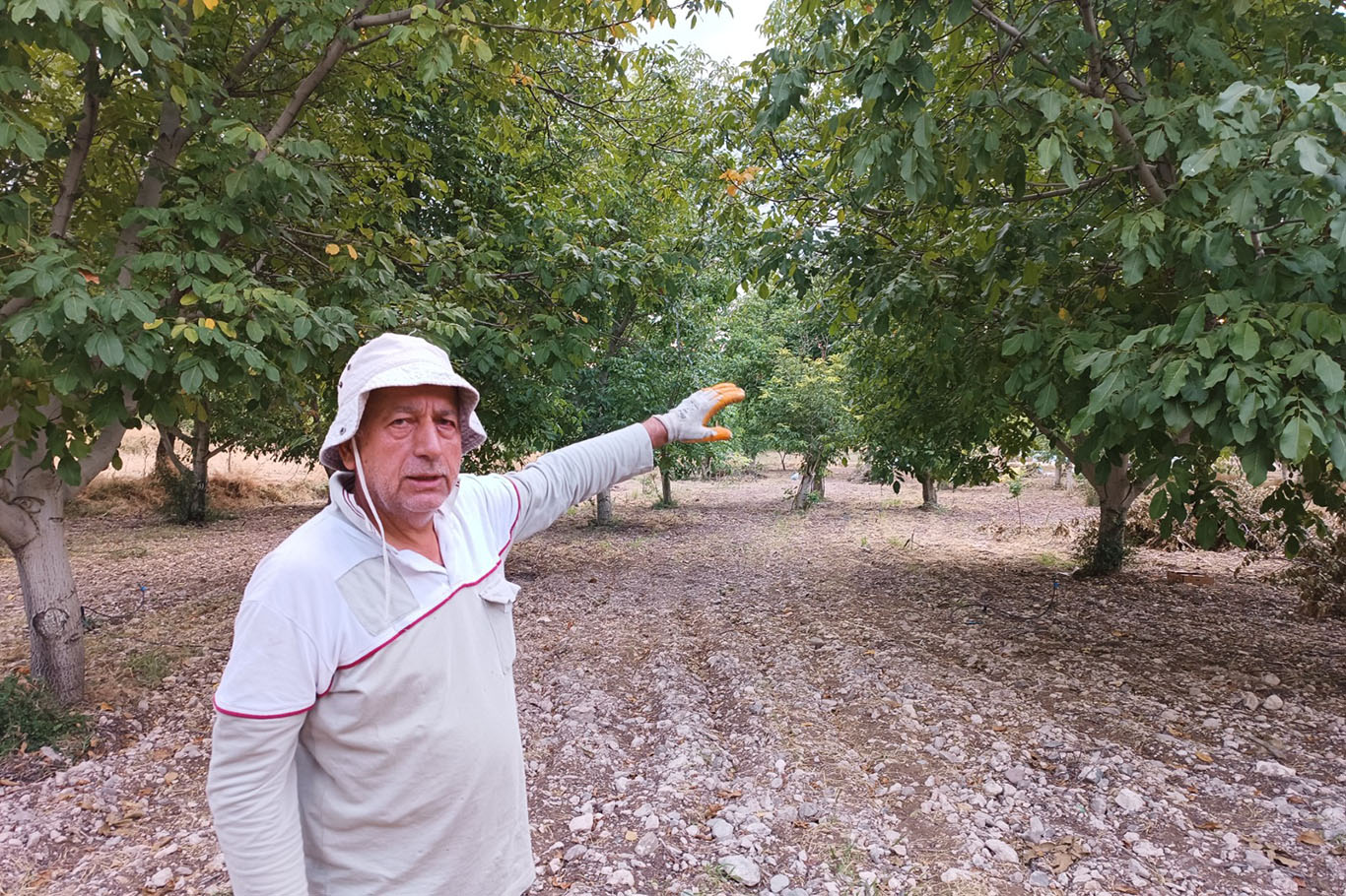 Kayısıya alternatif olarak yetiştirilen cevizde hasat zamanı