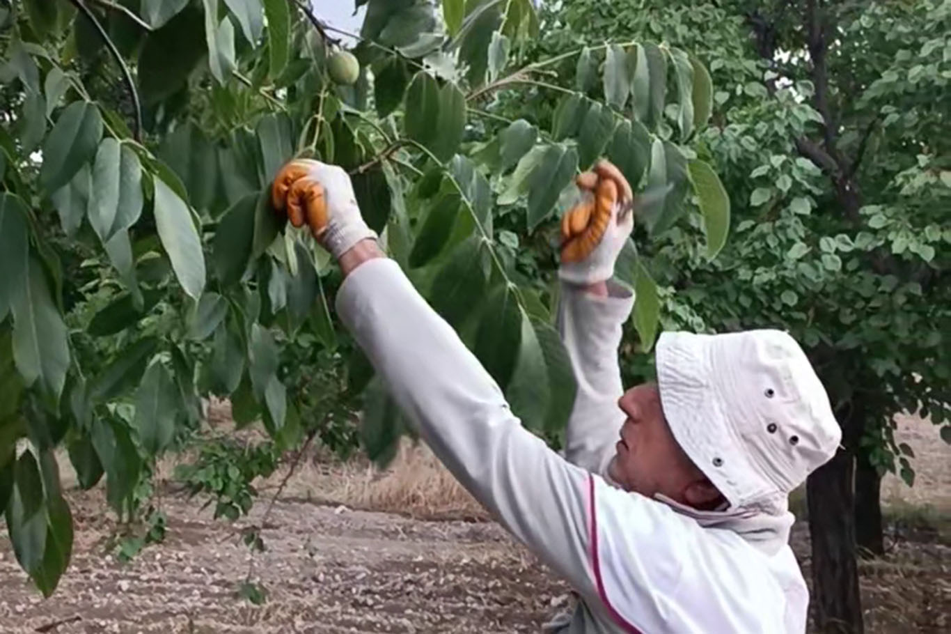 Kayısıya alternatif olarak yetiştirilen cevizde hasat zamanı