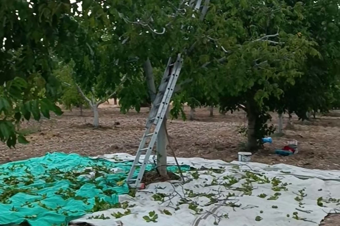 Kayısıya alternatif olarak yetiştirilen cevizde hasat zamanı
