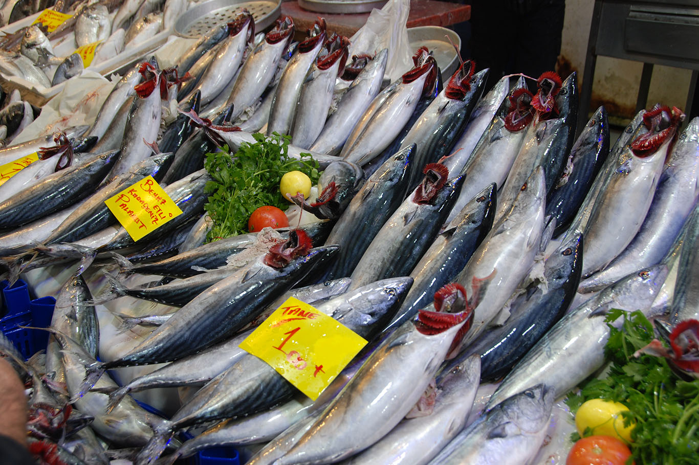 Palamut bolluğu balık fiyatlarını düşürdü: Esnaf 50 yılın en bereketli sezonuna dikkat çekti