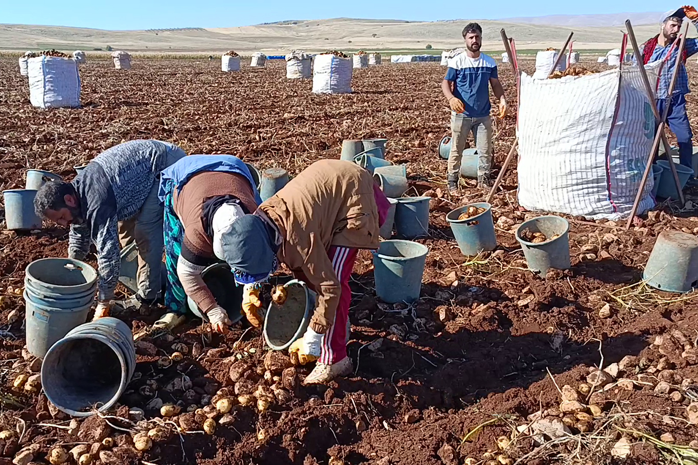 Tohumluk patatesler Türkiye'nin dört bir yanına gönderiliyor