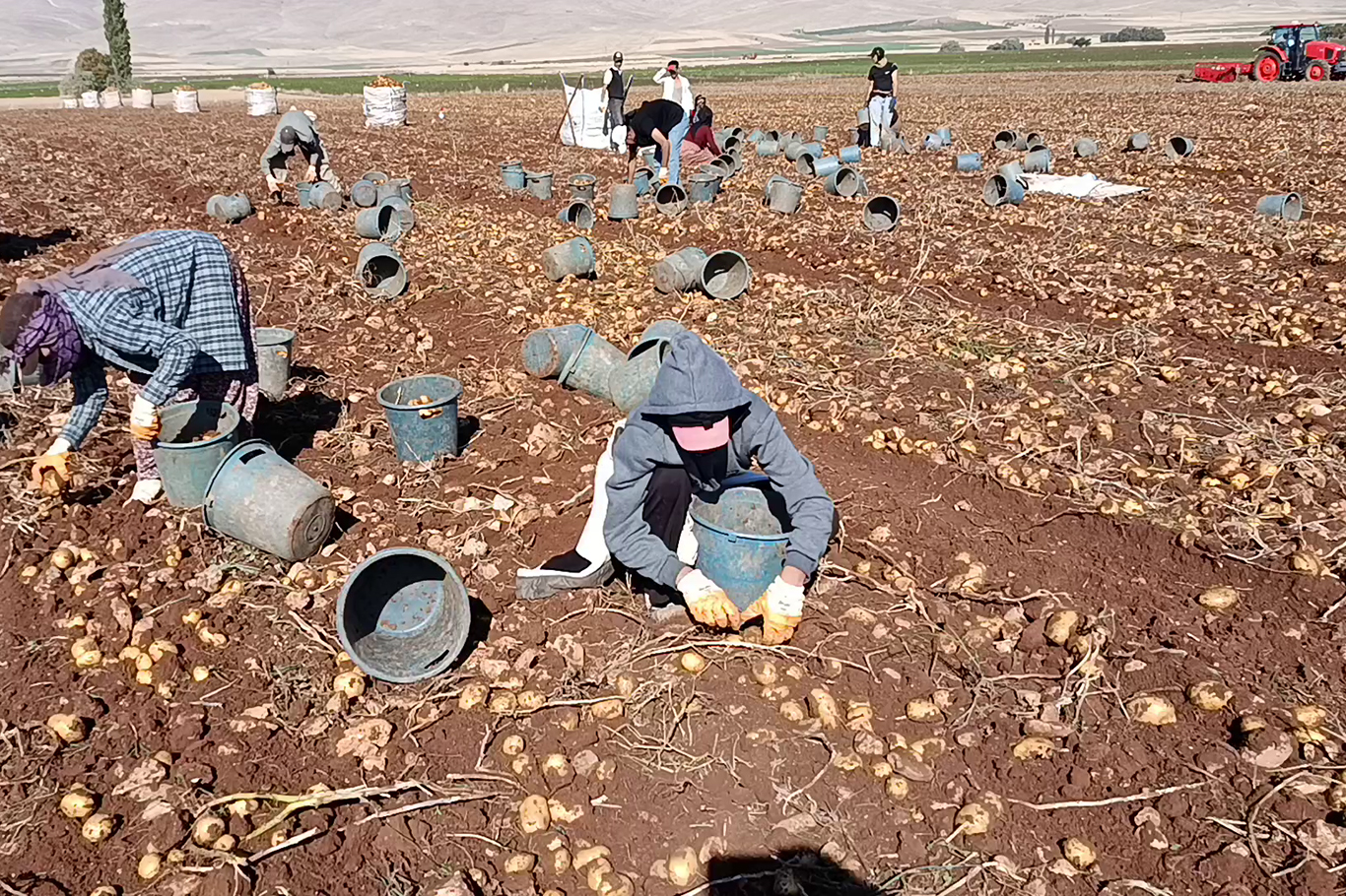Tohumluk patatesler Türkiye'nin dört bir yanına gönderiliyor