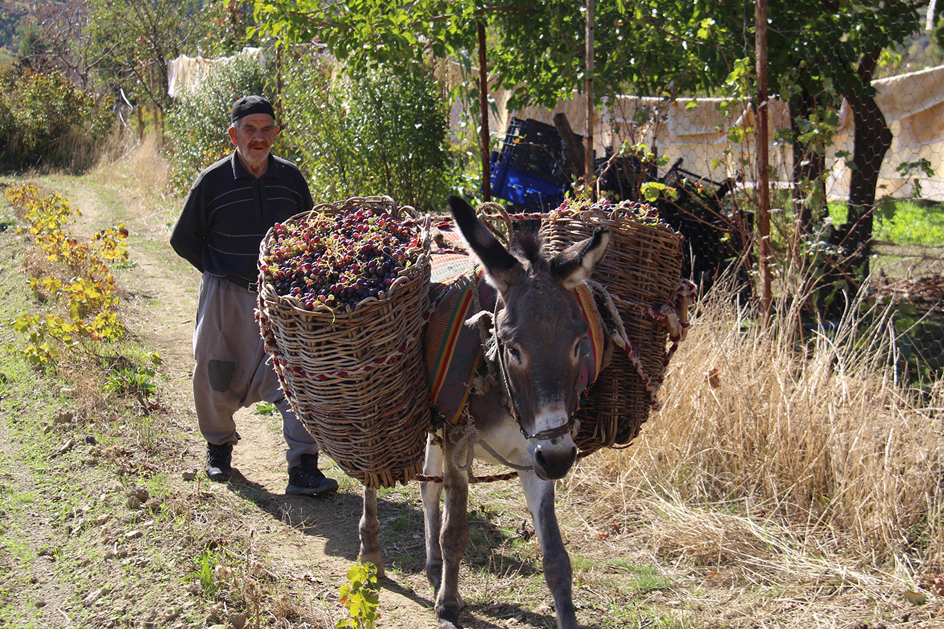 Yaklaşık 3000 yıllık geleneği sürdürüyorlar: pestil, sucuk, kesme, pekmez...