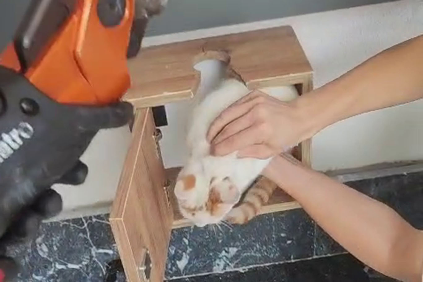 Malatya'da posta kutusuna sıkışan kedi kurtarıldı