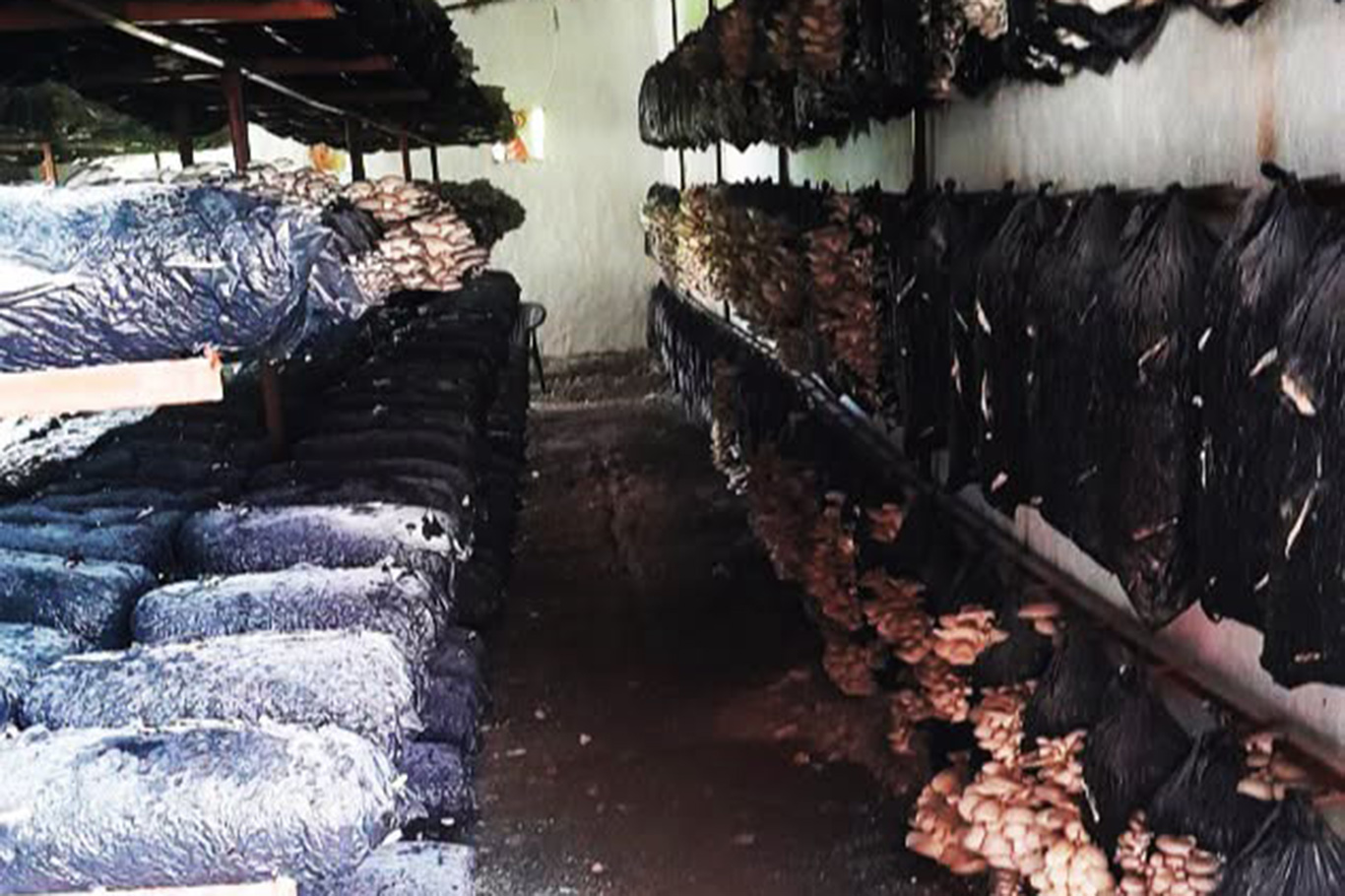 Malatya'da mantar üretim tesisleri denetlendi