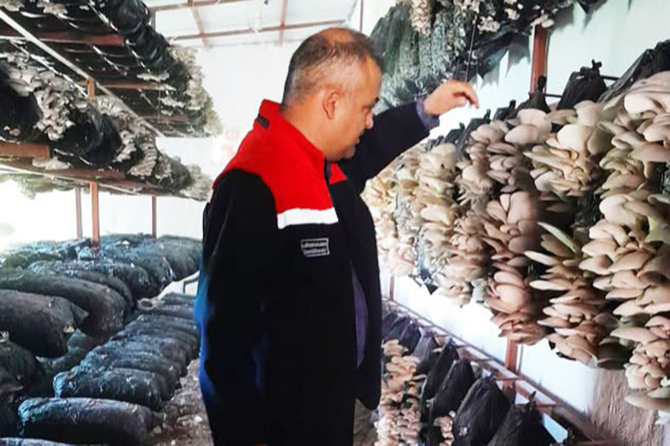 Malatya'da mantar üretim tesisleri denetlendi