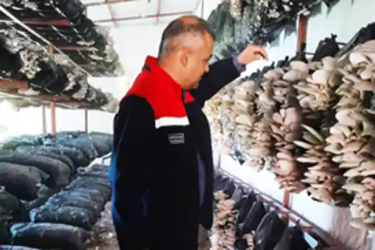 Malatya'da mantar üretim tesisleri denetlendi