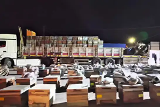 Arı kovanlarının arasına gizlenmiş 91,1 kilo uyuşturucu ele geçirildi