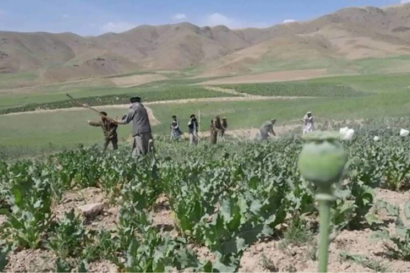 Afghanistan destroys more than 3,000 dunams of illicit drug crops in Badakhshan