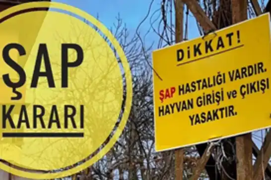 Amasya'da şap hastalığı nedeniyle hayvan pazarları geçici olarak kapatıldı