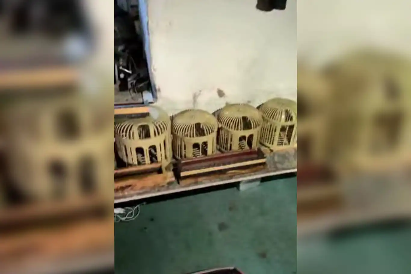 Mardin’de kaçak keklik avlayan kişiye 129 bin lira ceza