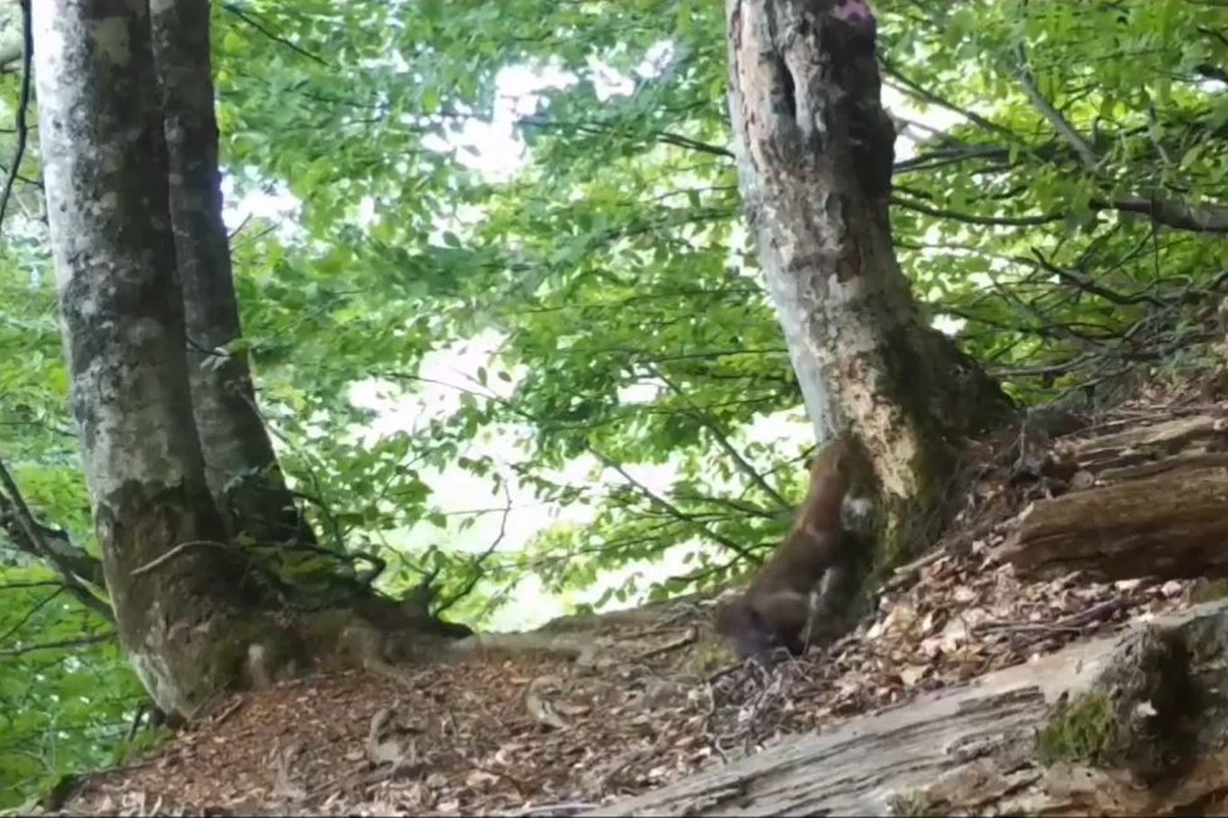 Bursa’nın gizli akrobatı sansar foto kapanlara takıldı