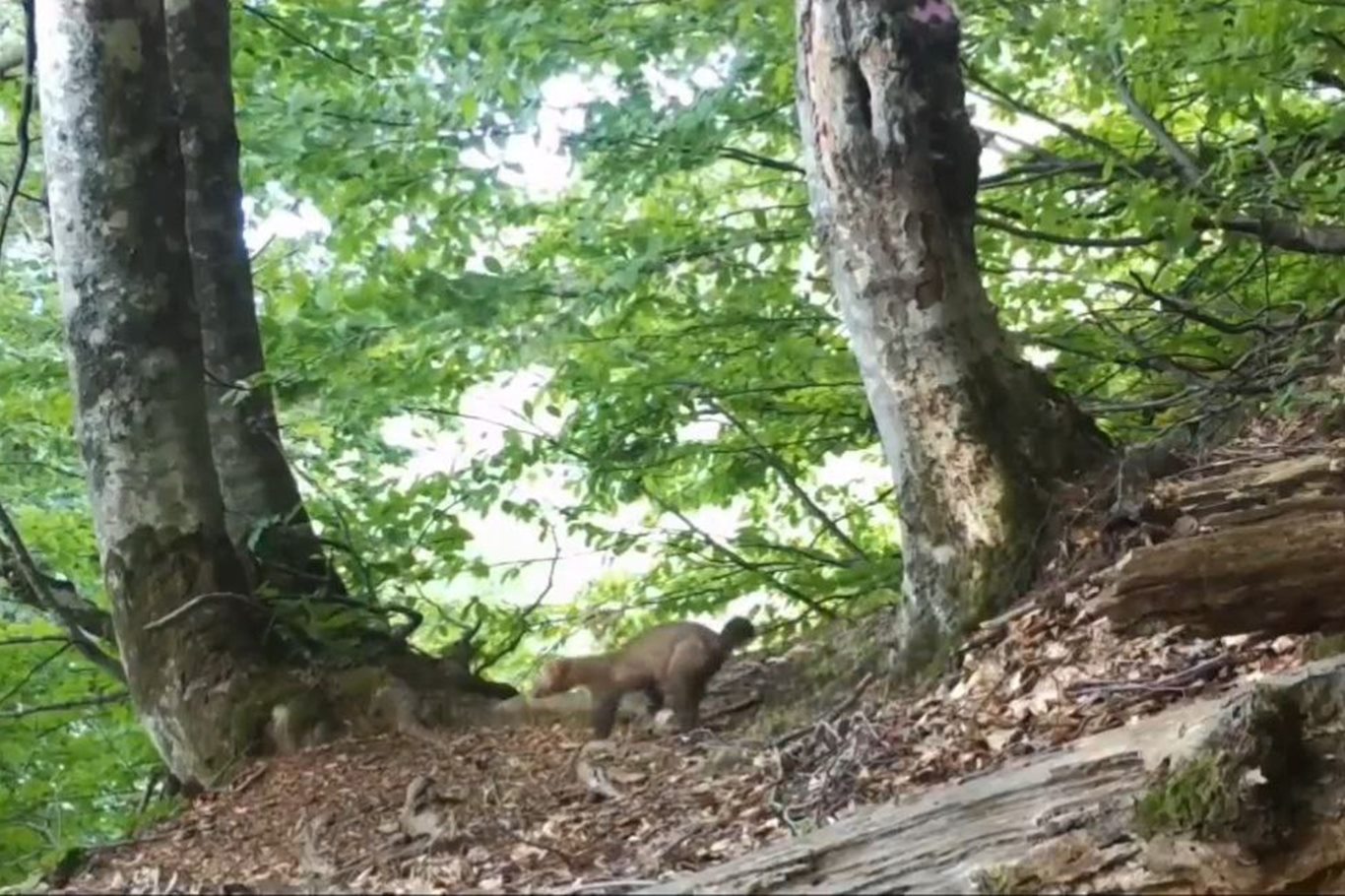 Bursa’nın gizli akrobatı sansar foto kapanlara takıldı