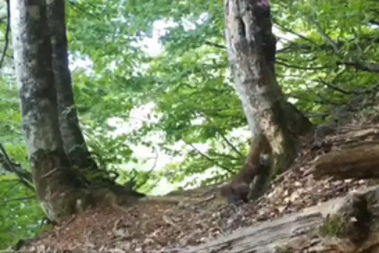 Bursa’nın gizli akrobatı sansar foto kapanlara takıldı