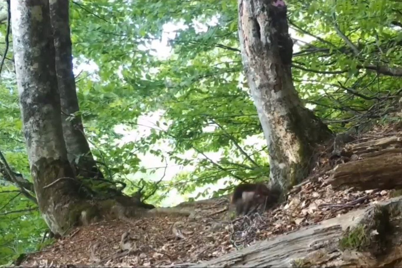 Bursa’nın gizli akrobatı sansar foto kapanlara takıldı