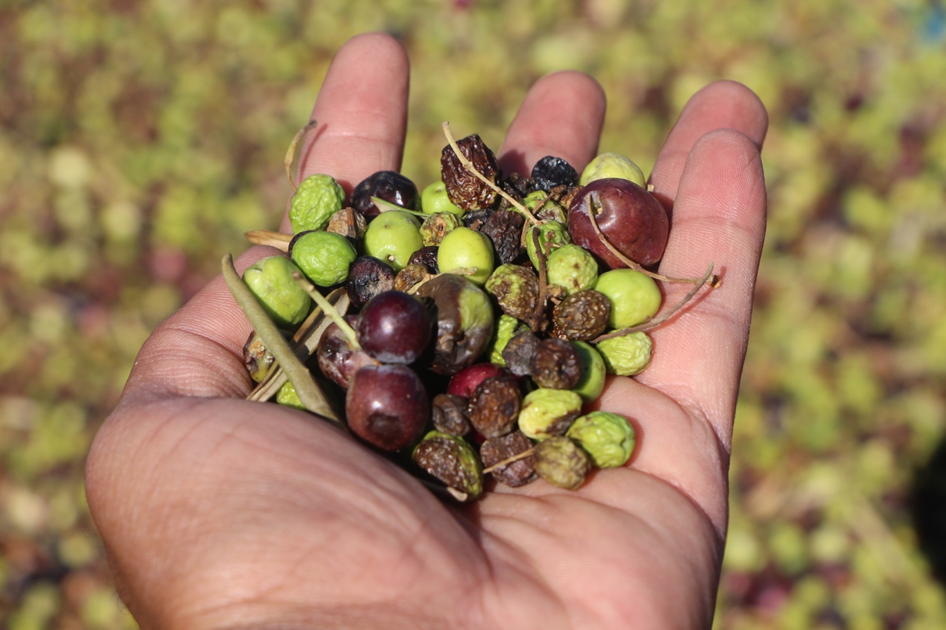 Okuldaki öğrenciler tarafından Derik zeytinyağından üç çeşit sabun üretimi yapılıyor