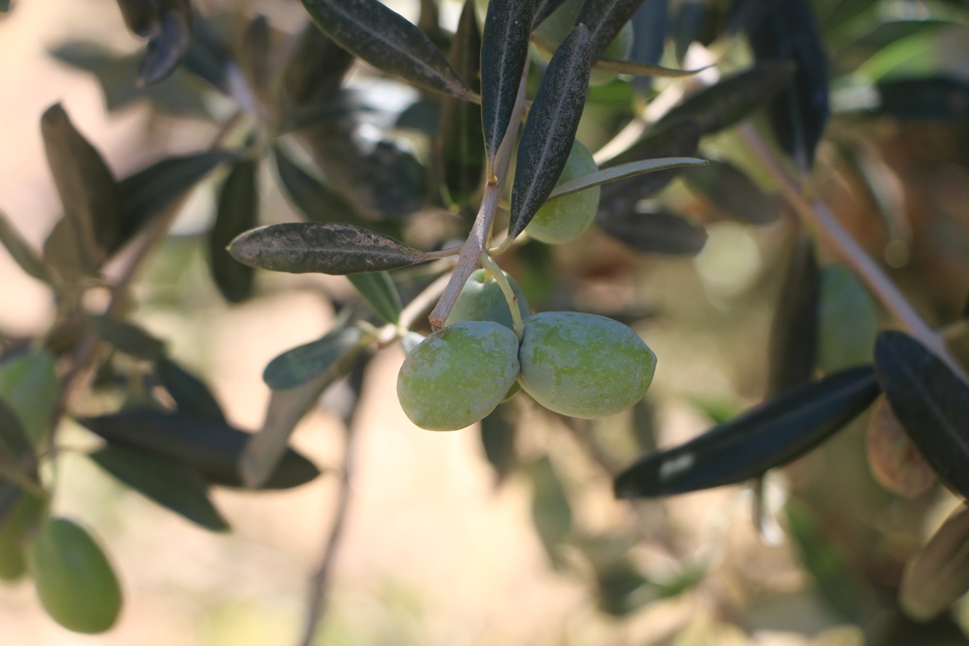 Okuldaki öğrenciler tarafından Derik zeytinyağından üç çeşit sabun üretimi yapılıyor