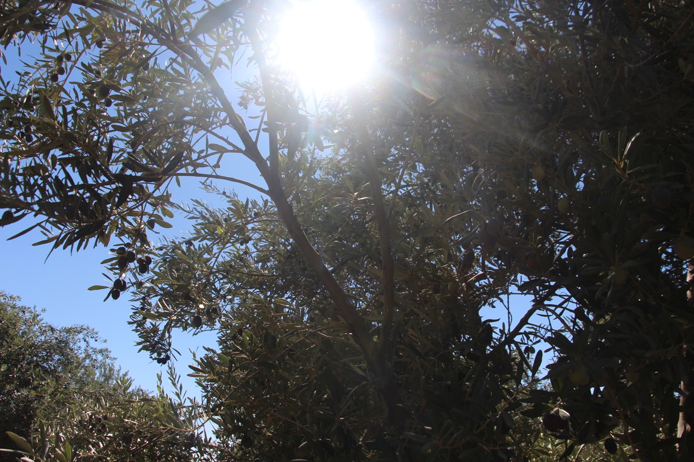 Okuldaki öğrenciler tarafından Derik zeytinyağından üç çeşit sabun üretimi yapılıyor