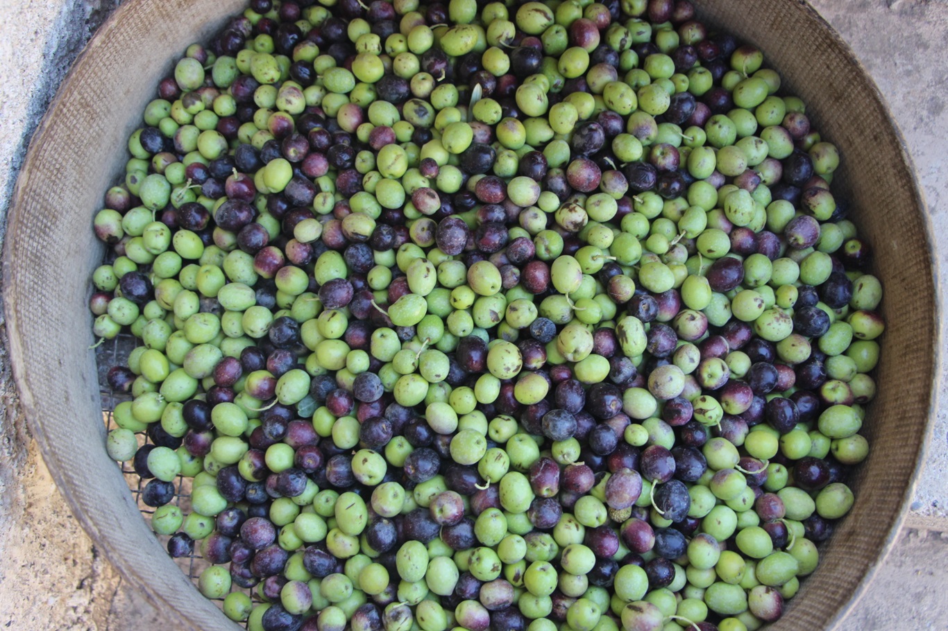 Okuldaki öğrenciler tarafından Derik zeytinyağından üç çeşit sabun üretimi yapılıyor