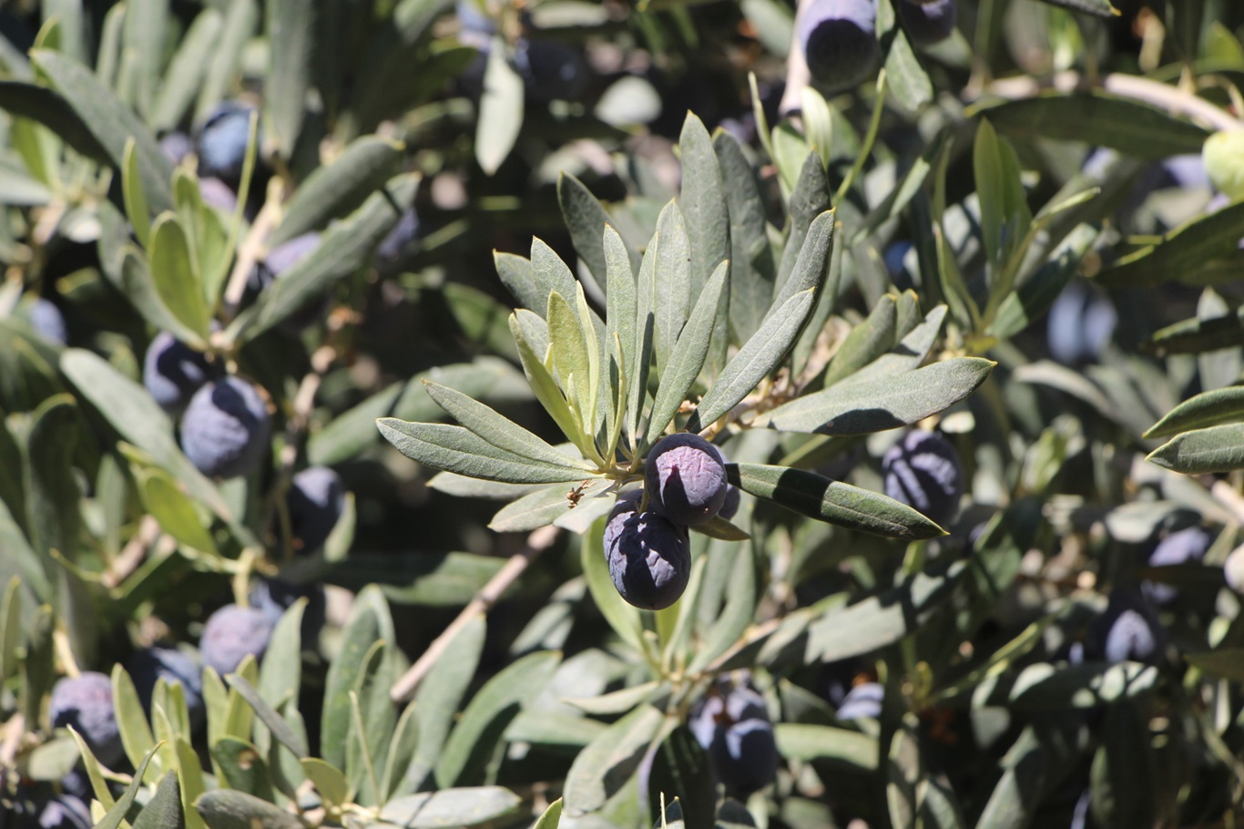 Okuldaki öğrenciler tarafından Derik zeytinyağından üç çeşit sabun üretimi yapılıyor
