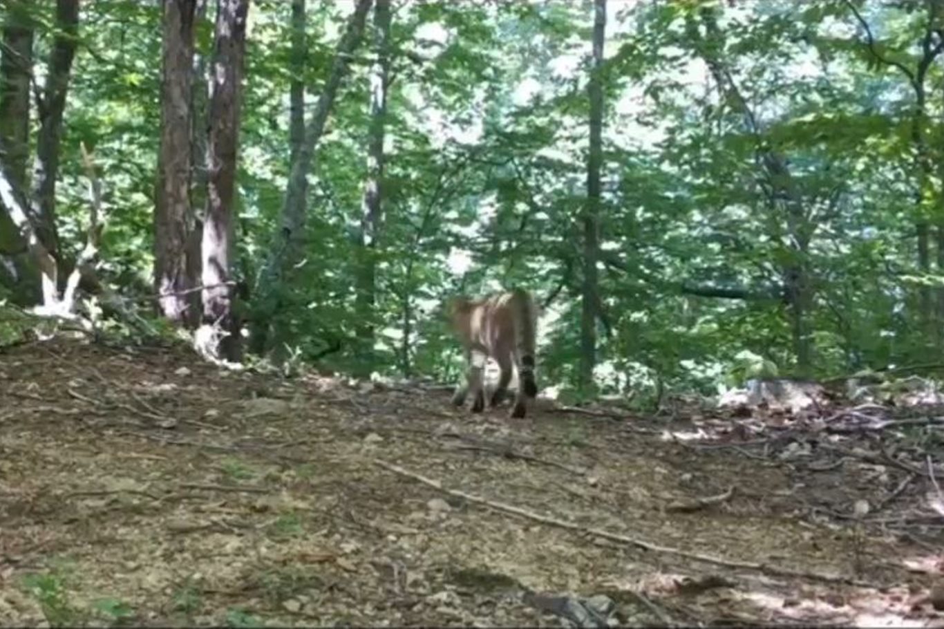 Bursa'da yaban kedisi foto kapanla görüntülendi