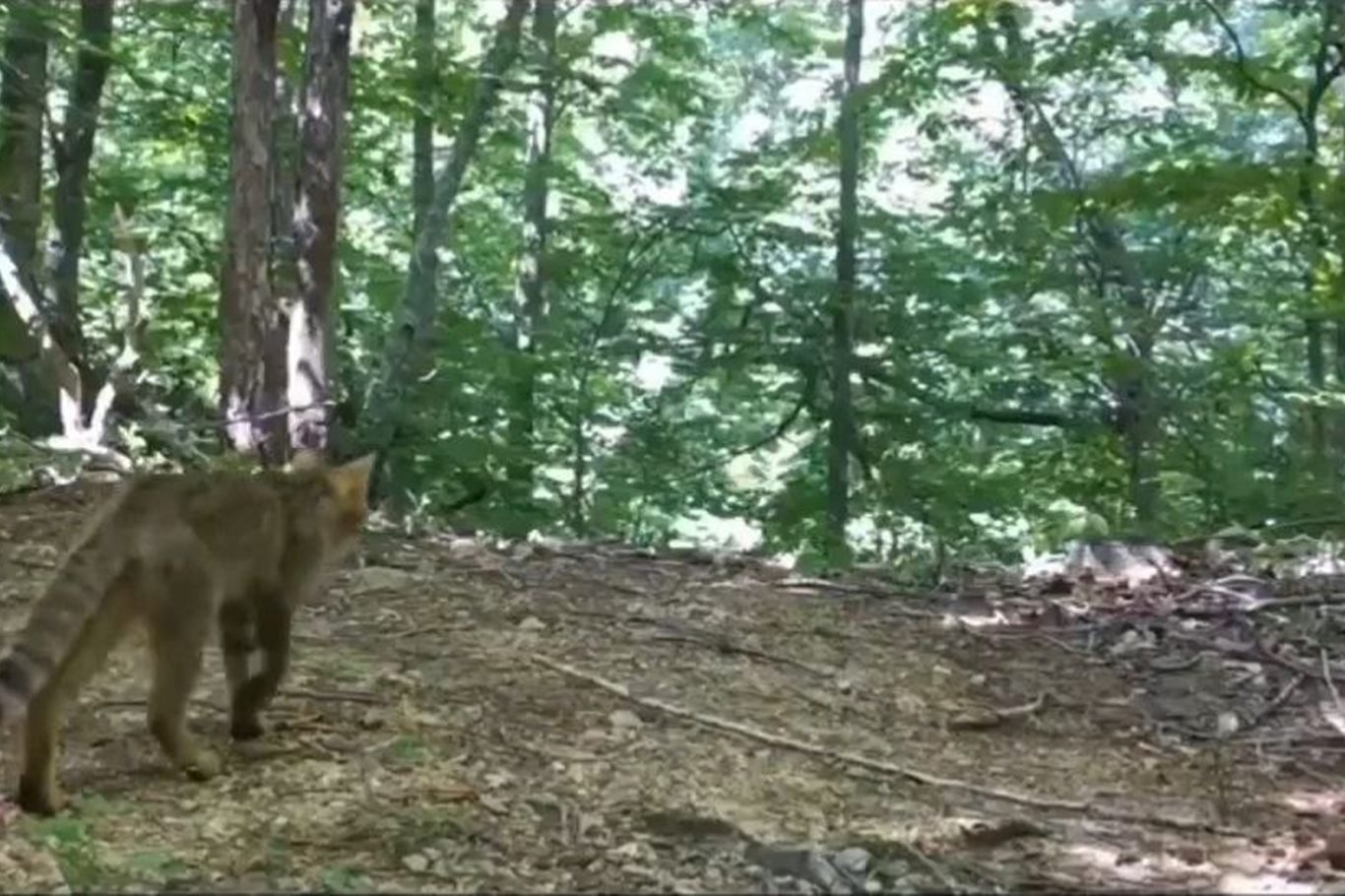 Bursa'da yaban kedisi foto kapanla görüntülendi
