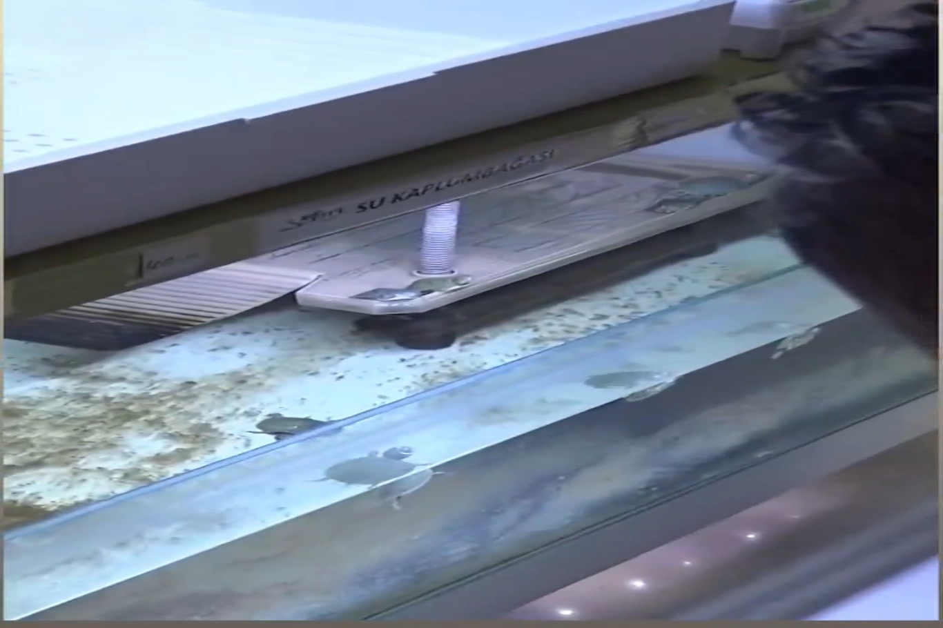 Bursa’da kaçak su kaplumbağası operasyonu