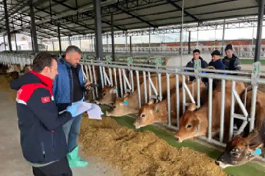 İthal damızlık hayvanlarda sağlık kontrolleri 8 ilde sürdürülüyor