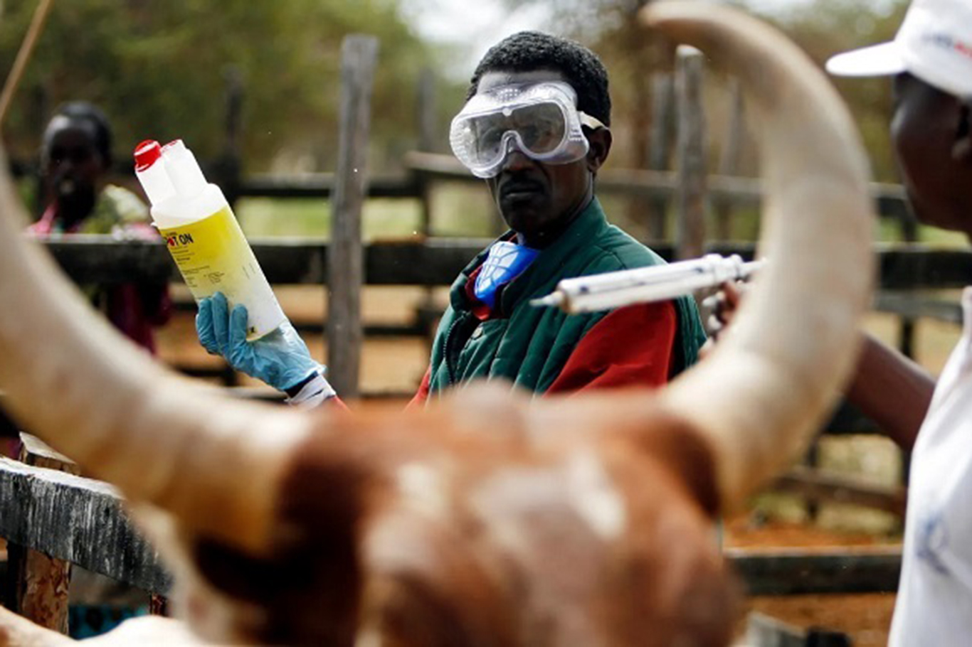جنوب أفريقيا تعلن حالة كارثة وطنية بسبب تفشي الحمى القلاعية