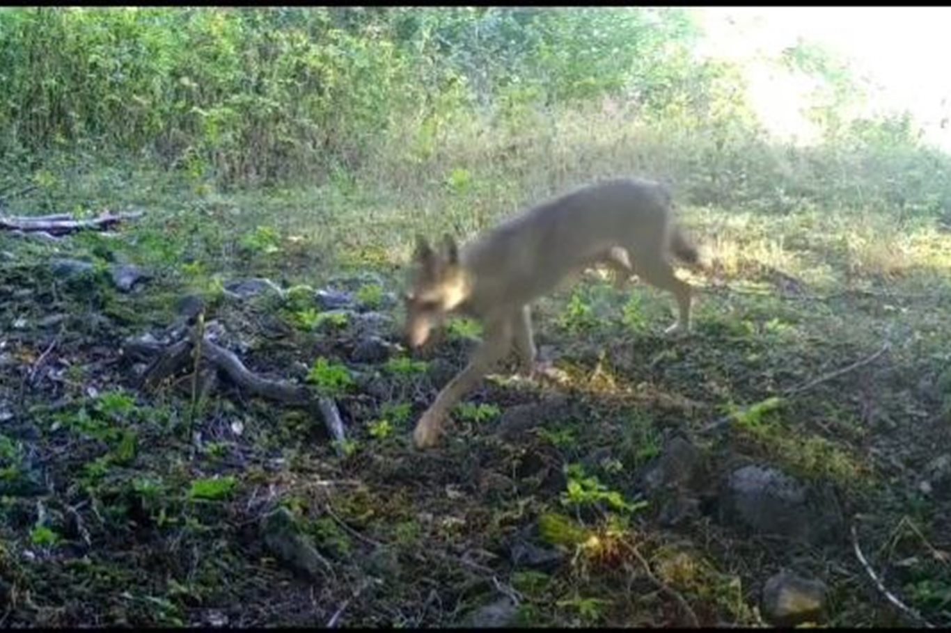 Bursa’da bozkurt foto kapana yansıdı