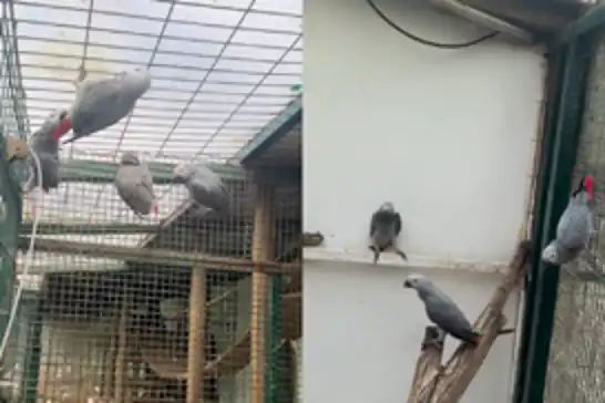 İstanbul Havalimanı’nda 20 Afrika Gri Papağanı ele geçirildi