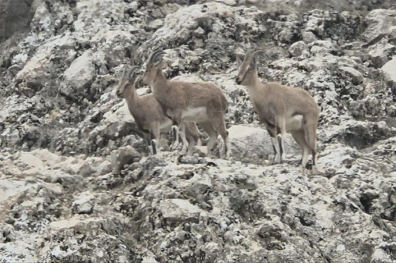 Jîngeha xwezayî ya bizinên çiyayî bi kamerayê hat qeydkirin