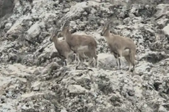 Jîngeha xwezayî ya bizinên çiyayî bi kamerayê hat qeydkirin