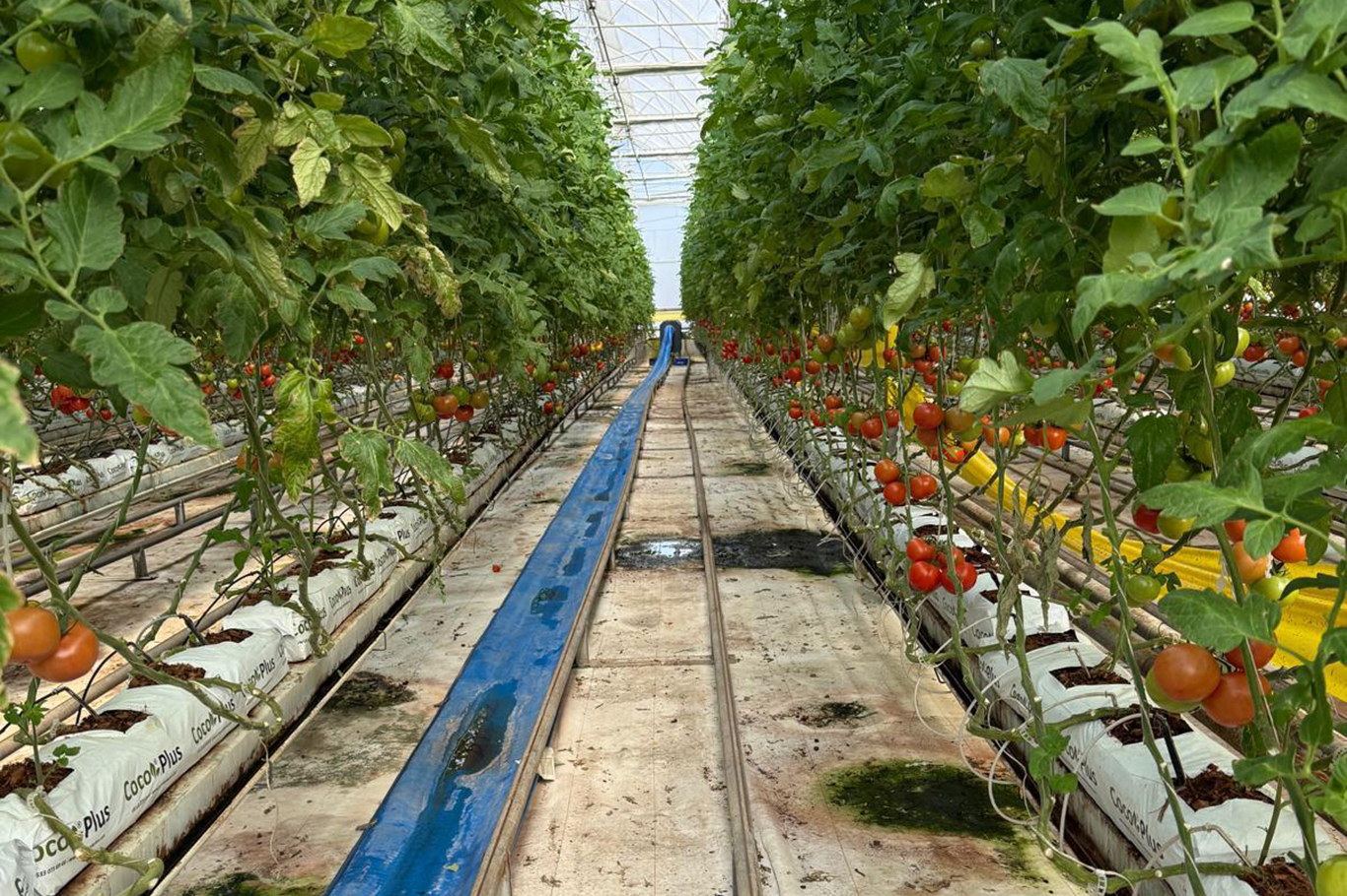 Sera OSB'de topraksız tarım dönemi başladı