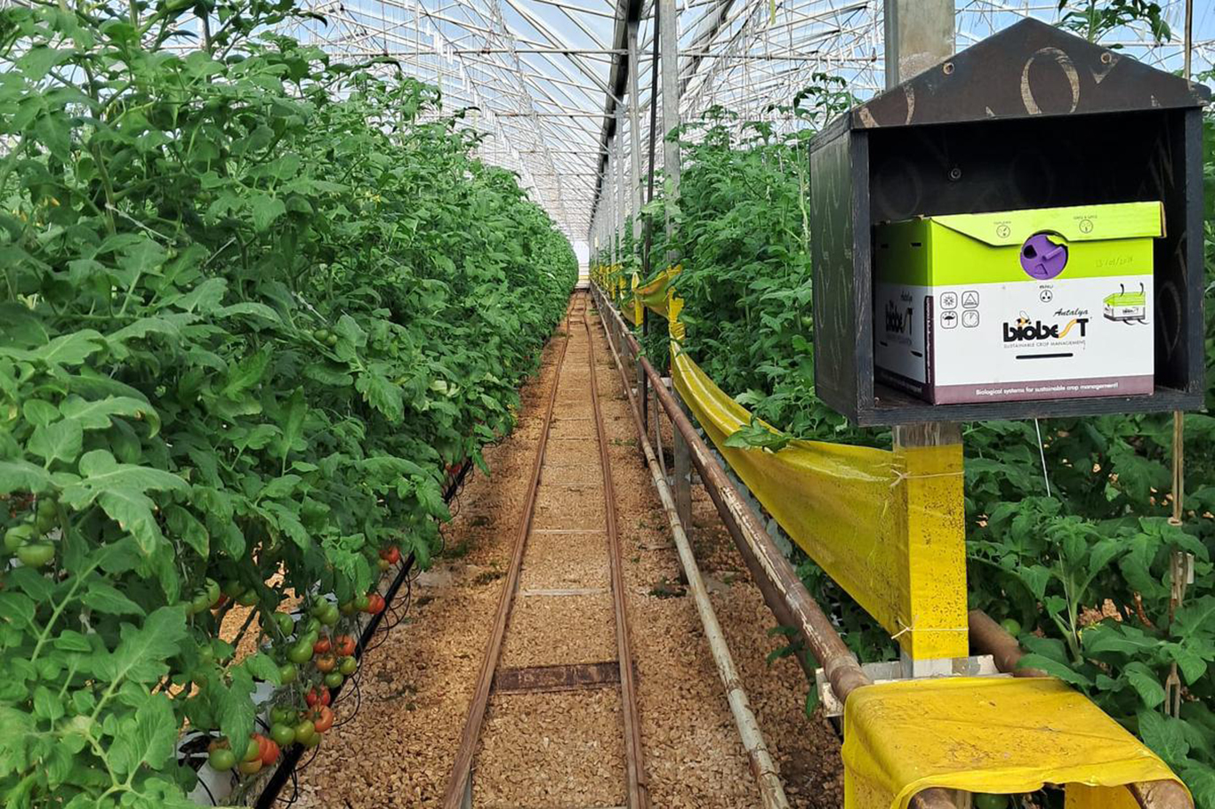 Sera OSB'de topraksız tarım dönemi başladı