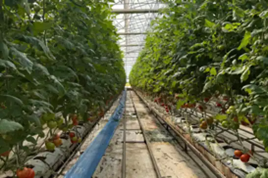 Sera OSB'de topraksız tarım dönemi başladı