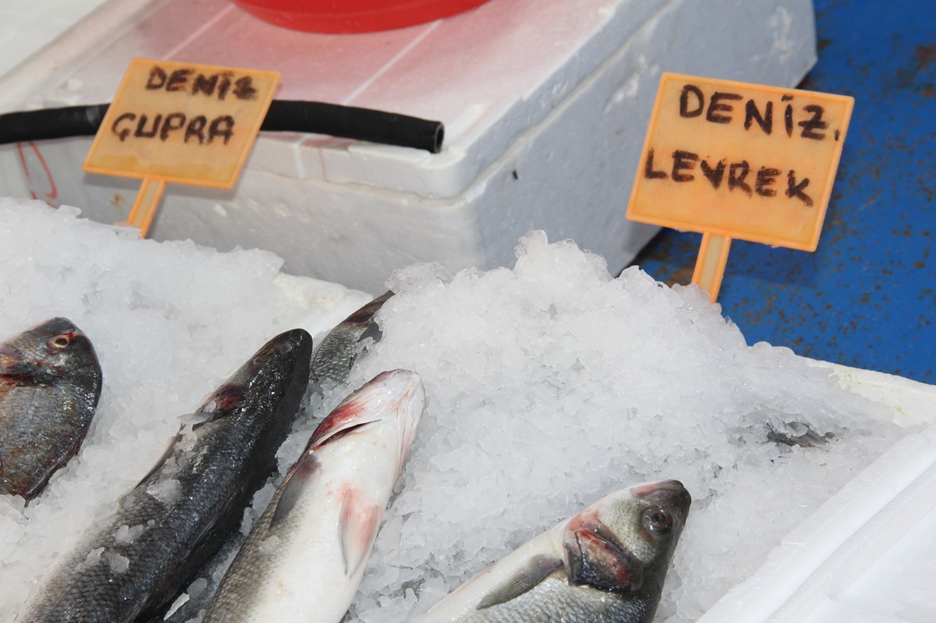 Balıkçı esnafı sezonu değerlendirdi: Şu anda çupra, levrek, somon ve alabalık var