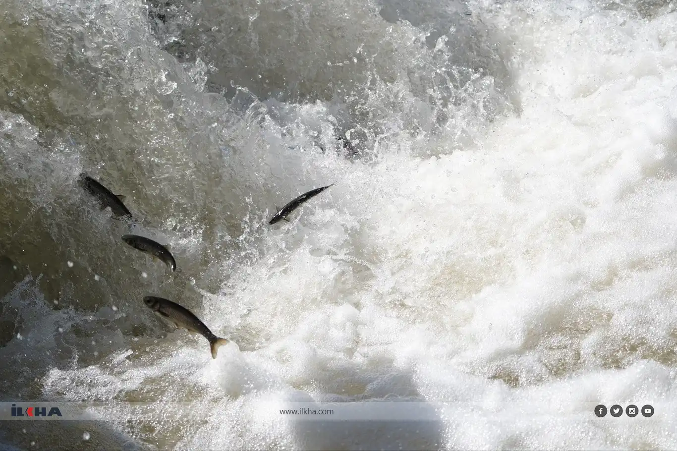 Thousands gather to witness Lake Van's spectacular pearl mullet migration