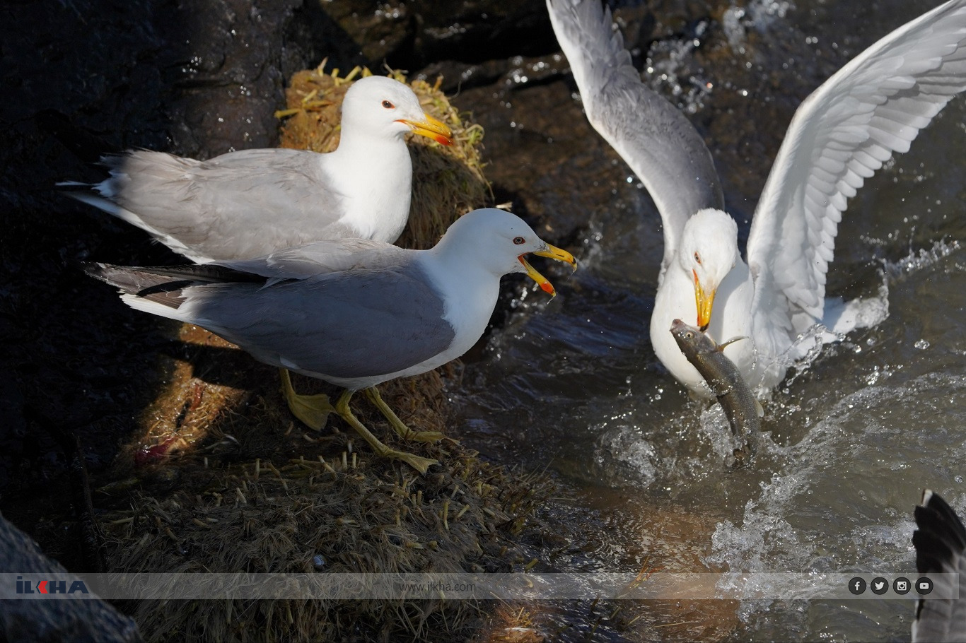 One of Türkiye's most remarkable natural events is once again drawing visitors from across the country and abroad as millions of pearl mullets begin their annual migration through the freshwater streams feeding Lake Van.