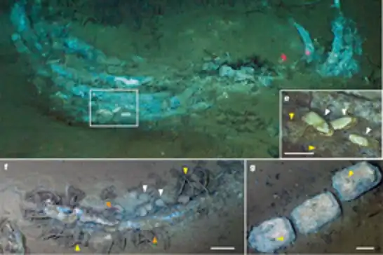 Scientists discover 5.3-million-year-old whale graveyard in the Indian Ocean