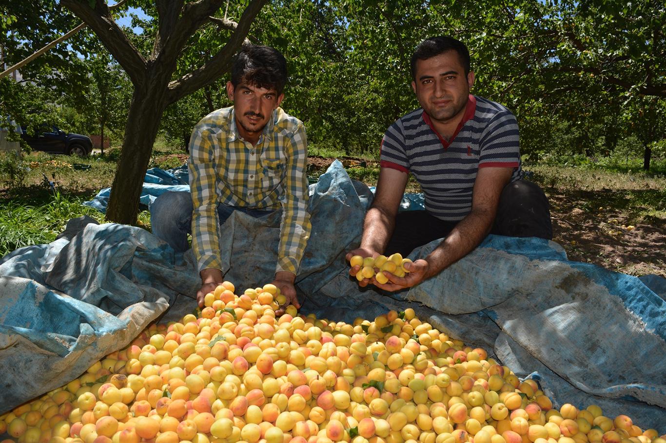 Dünya kayısı başkenti Malatya'da sezonluk işçi ücretleri belli oldu