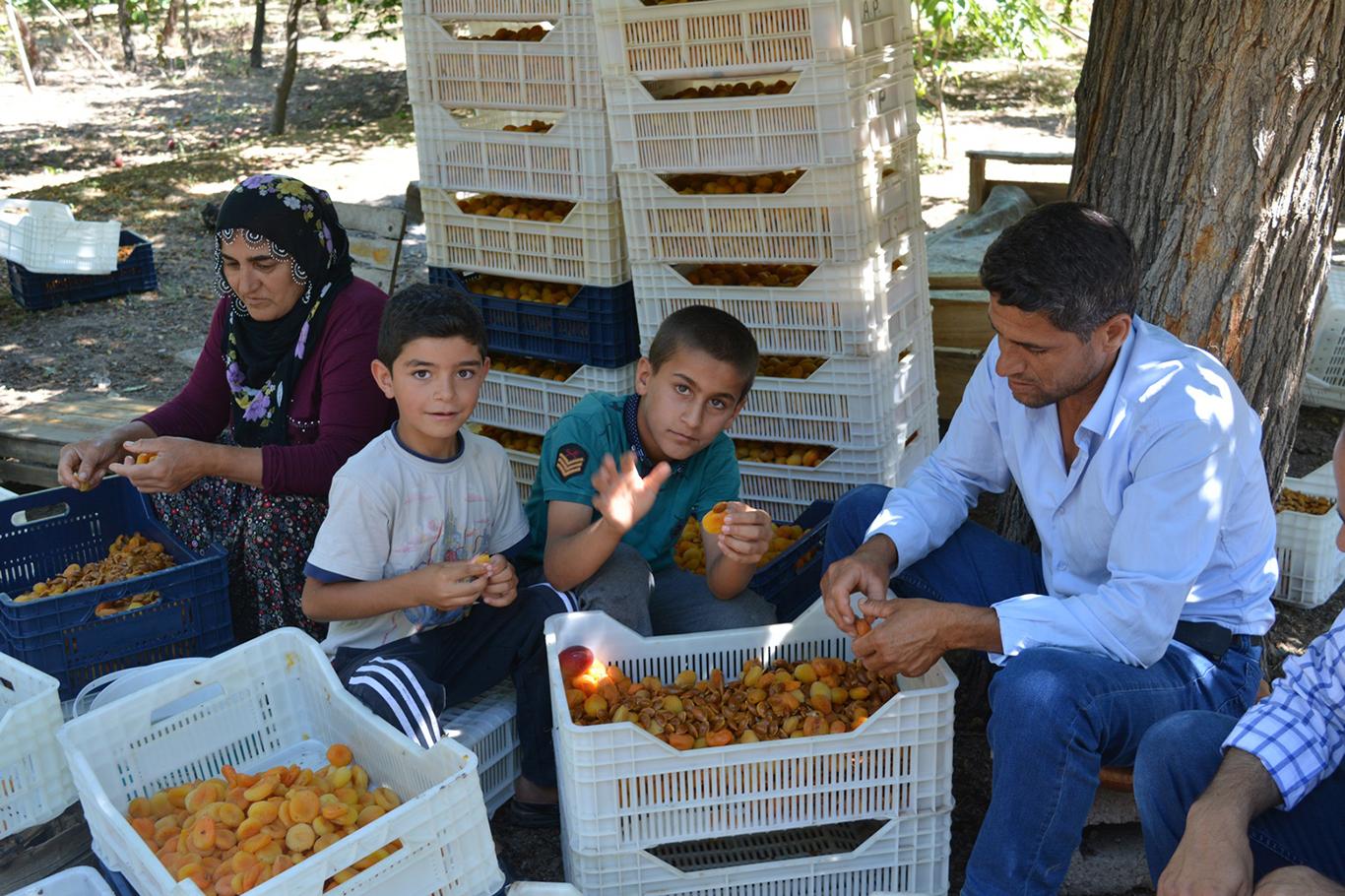 Dünya kayısı başkenti Malatya'da sezonluk işçi ücretleri belli oldu