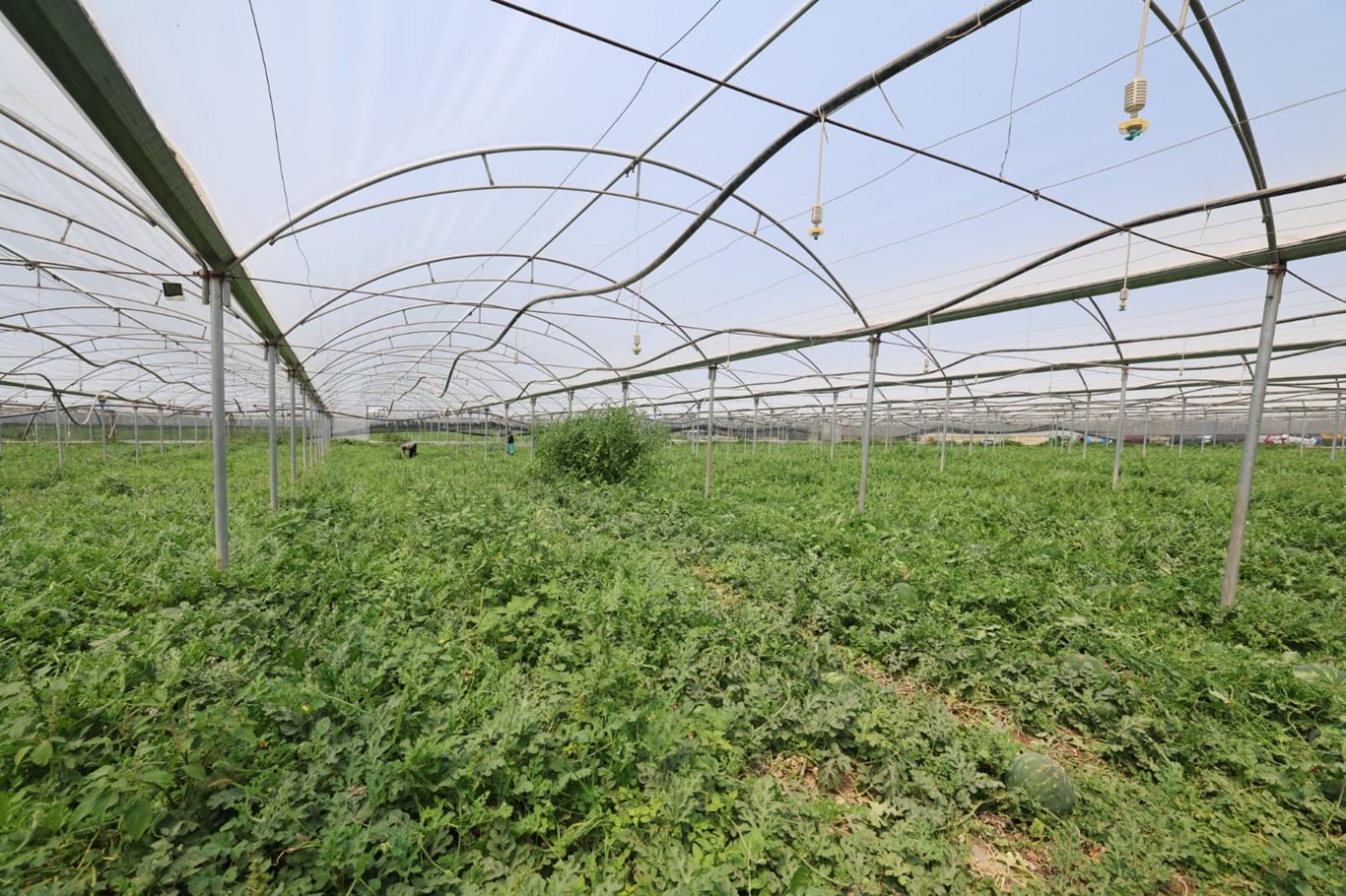 Siirt'te günlük 5 bin koli yumurta üretiliyor