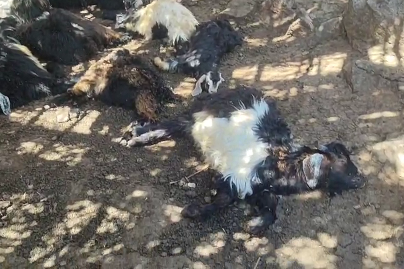 Şirvan'da başıboş köpeklerin saldırısında 26 keçi telef oldu