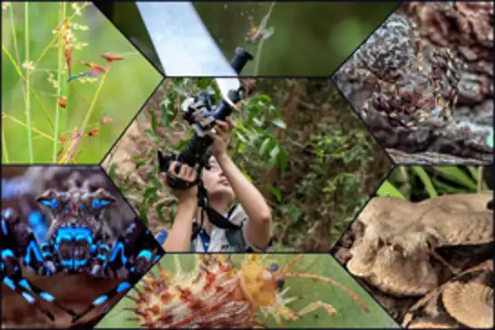 Vibrant blue-glowing crab spider among dozens of new species discovered in Angola