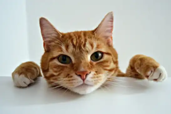 Bilimsel araştırma: Kedi ve köpek sahibi olmak stresle başa çıkmak yerine olumsuz duyguları artırabiliyor