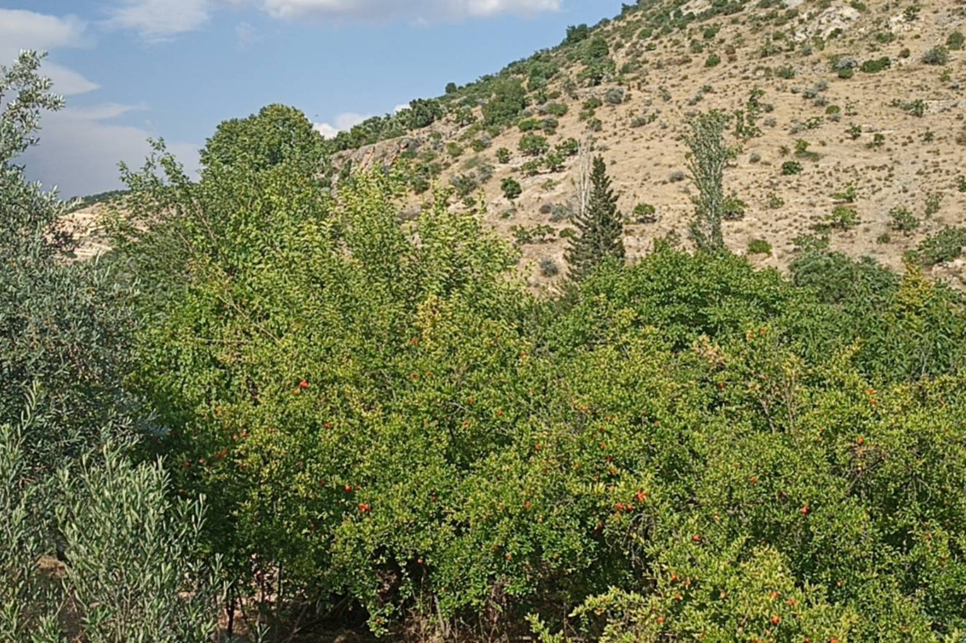 Kuruyan dereler doldu, tabiat yeniden canlandı